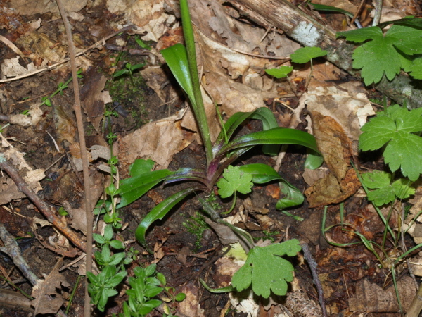 Orchis mascula subsp. speciosa